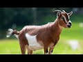 صوت الماعز للمونتاج Sound Effect صوت الماعز للمونتاج Sound Effect