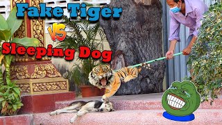 Real Dog Vs Fake Tiger Prank New Funny Video Prank 2021 _ Must Watch Funny Comedy Animal by Prank Animals 5,303 views 3 years ago 2 minutes, 4 seconds