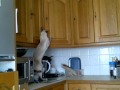 Siamese kitten stealing from the kitchen