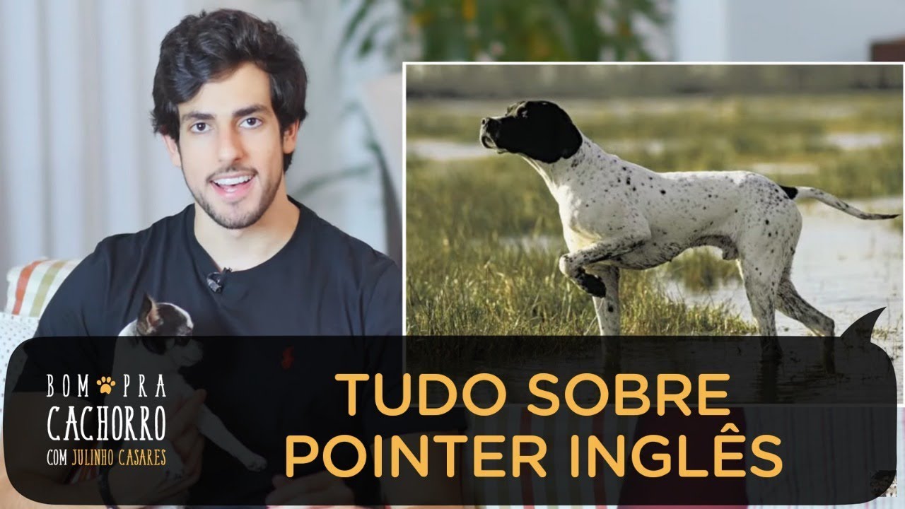 Pointer Inglês: acompanhe o guia completo sobre a raça