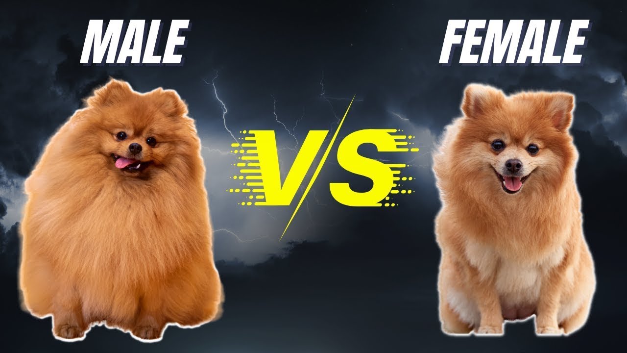 Male Vs Female Pomeranian - What Are The Differences ?