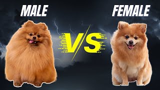 Male 🆚 Female Pomeranian - What Are The Differences?