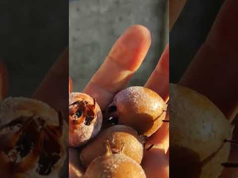 Мушмула, збирання врожаю
