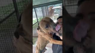 Chico Lopez - What Happen When I Bite My Real Pitbull ?? Part 3