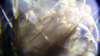 PHYSFX - Nerve Signals 001 - Free Raw Camera Footage VFX stock video.