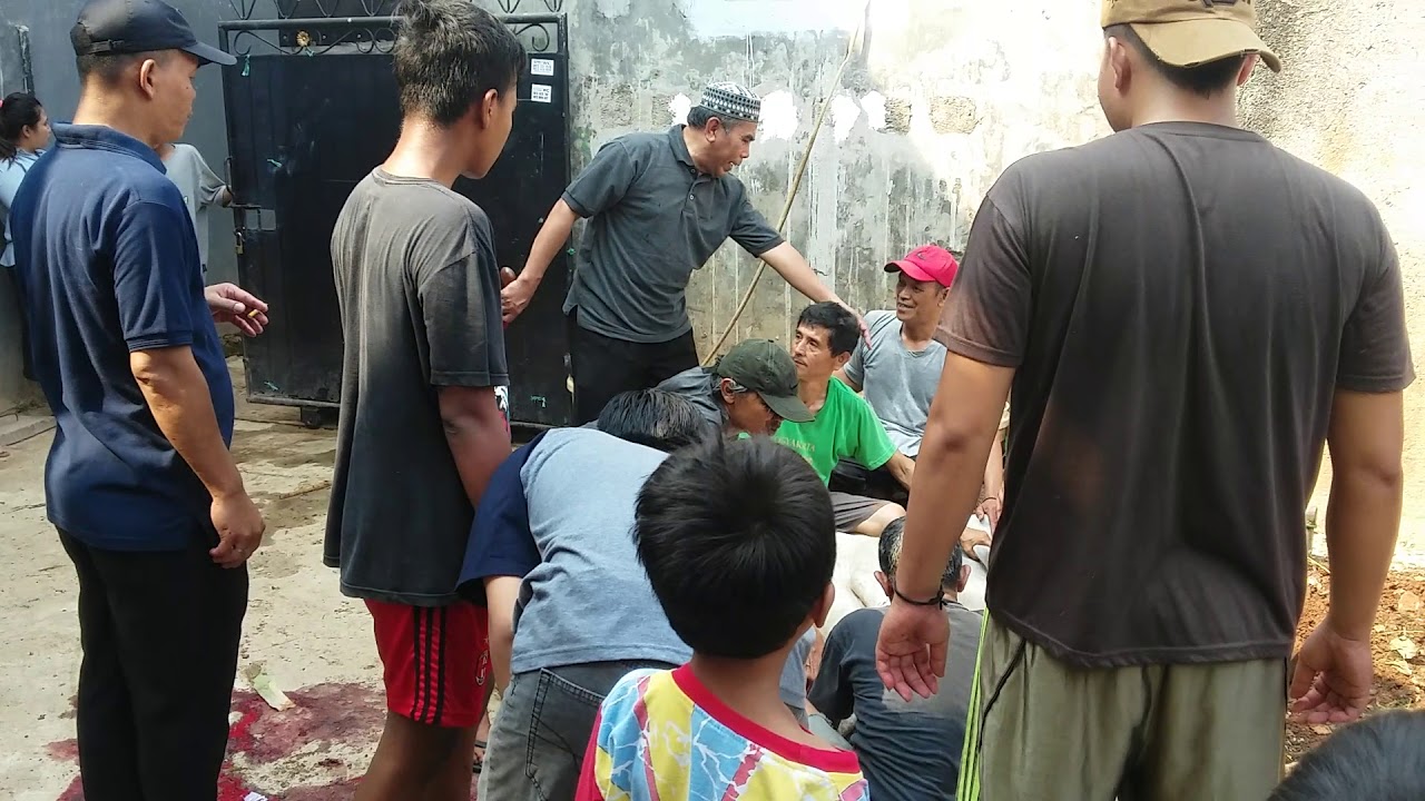 Sapi Ngamuk saat dipotong - YouTube