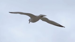 Flying Bird Visualization Relaxation Instrumental Music 4 YouTube