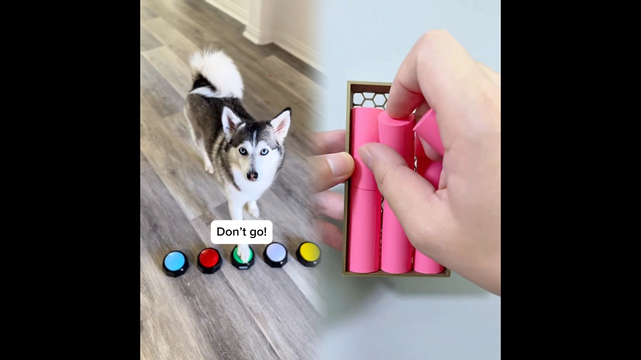 POV: your dog’s mind when you go to the bathroom 🤣 