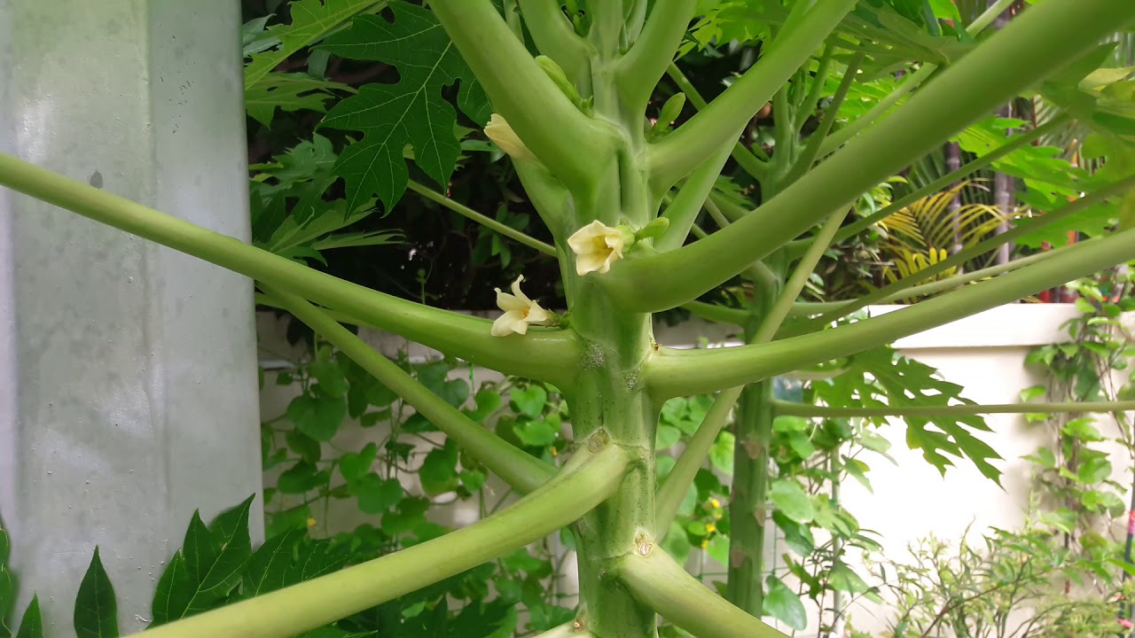 Papaya Flowering YouTube