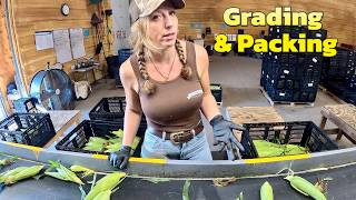 Harvest, Grade & Pack | Sweet Corn & Potatoes