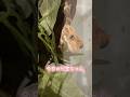 のろ〜りお散歩する七宝ちゃん
