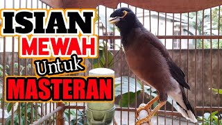 JALAK NIAS GACOR ISIAN MEWAH COCOK UNTUK MASTERAN COMMON MINA iNDIAN MYNAH BIRD CALL Part22