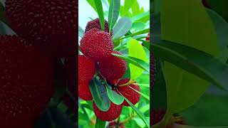 Panen buah unik dengan mudah dan hasil yang memuaskan #shorts