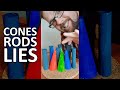 The REAL difference between rods and cones