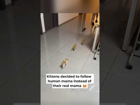 Kittens chose human mama over real mama 😻 #cats