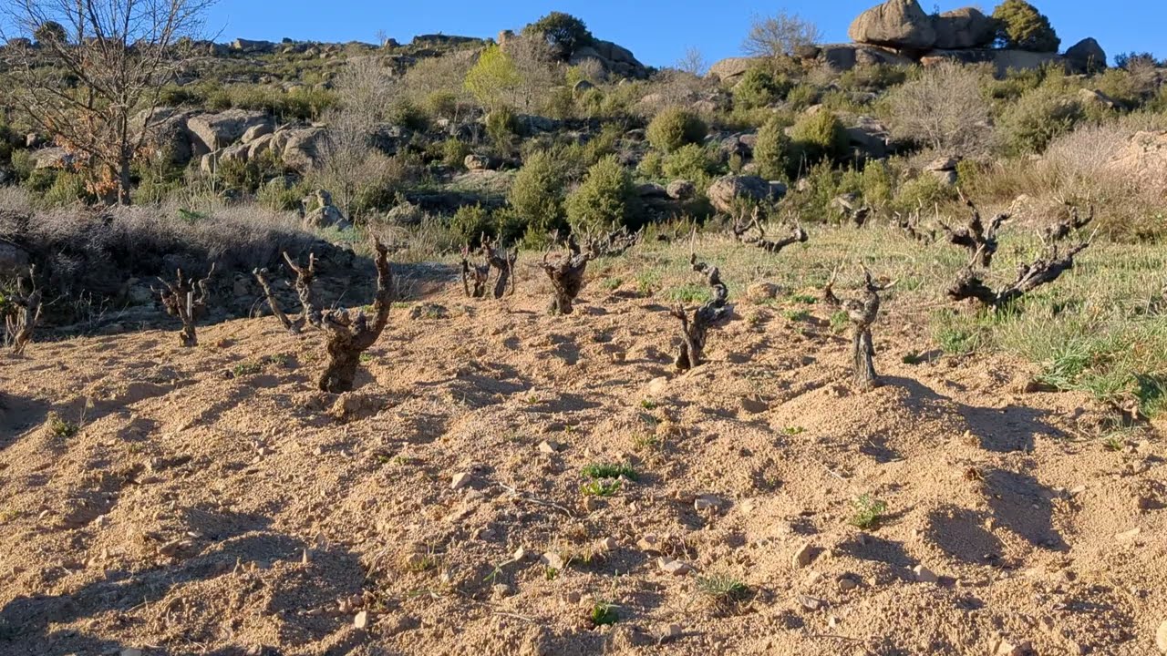 Cubiertas vegetales en viña. Retardo en la brotación