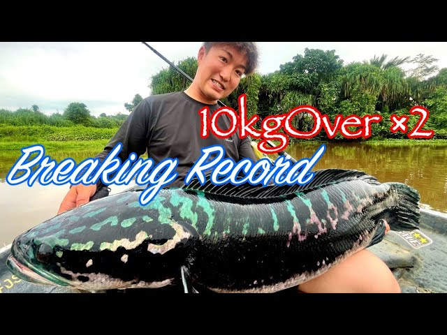 Monster Toman Challenge! Bikkuriman Takada's Epic Borneo Battle