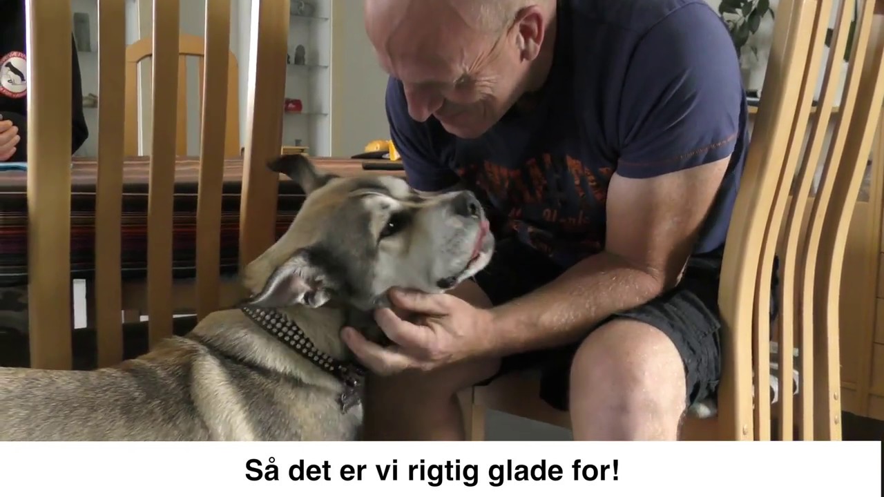 Sådan går det fra Hund Søger Hjem - YouTube