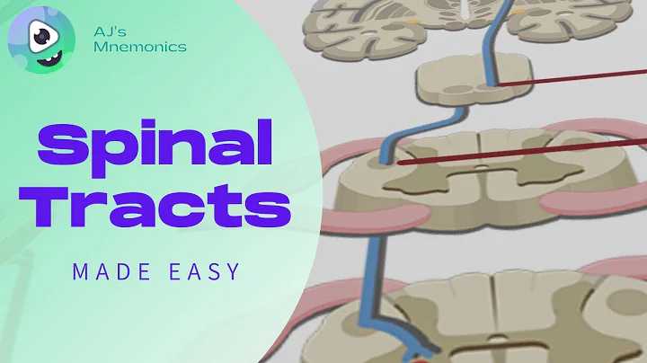 Spinal Tracts - Made EASY!