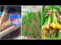 How to Grow Onion plants of Onions | Plant &amp; Grow Start to Finish