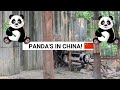 SEEING PANDA’S IN CHINA &amp; THE GIANT BUDDHA FROM CHENGDU | Backpacking China Vlog 2