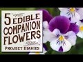 ★ 5 Edible Companion Flowers (Growing, Benefits & Serving Ideas)