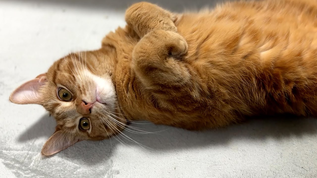 それとなく自宅警備してくれる猫