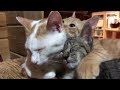 【子猫保護】別々に保護された子猫がまるで兄弟のように仲良しになりました。 Summary of 3 lost kittens