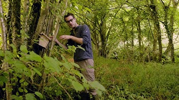 Hazel Dormouse Monitoring