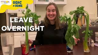 Kids experiments at home - The celery experiment