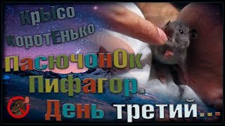 (Р) ПасючонОк Пифагор. Кушаем сами, на радость маме. Тень третий! (Wild Rats) (Р) ПасючонОк Пифагор. Кушаем сами, на радость маме. Тень третий! (Wild Rats)