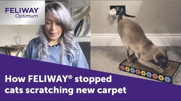 Cat Scratching? How FELIWAY Optimum stop cats scratching new carpet