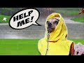 5 Ways Humans Annoy Their Dogs!