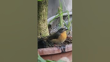 Tledekan Gunung Lagi Mikir buat Sarang dimana #aviarysederhana #aviarymini #birds #kicaumania