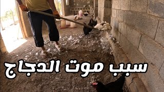من قلب الحظيرة في مزرعة صهيب 🔧 أعمال يومية وترتيب شامل لمكان الدجاج‎
