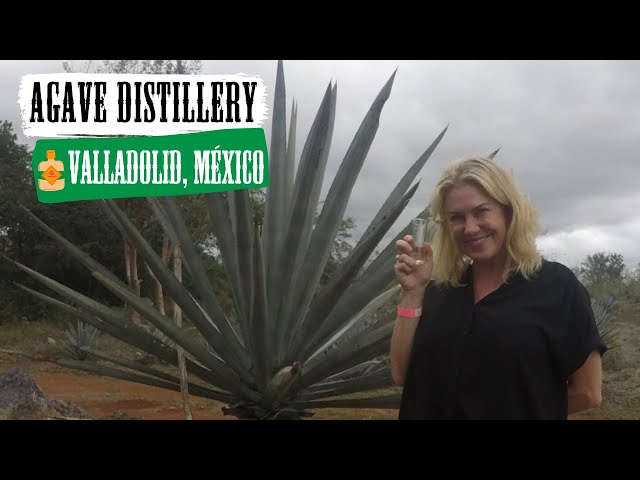 Mayapn Agave Distillery in Valladolid, Yucatan, Mexico - YouTube