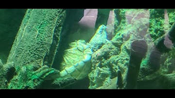 Cincinnati Zoo: Alligator Snapping Turtle