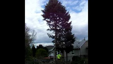 Tree getting cut down