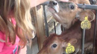 Pumpkin Patch and Farm Visit 1