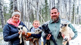 SO Many! RAW BIRTHSpring Lambs on our ALASKAN Homestead!