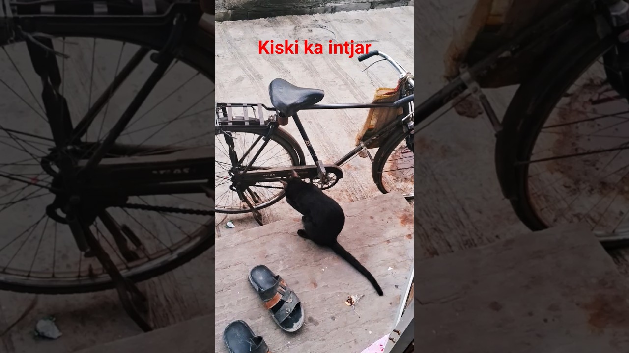 chucked chucked intjar h kisika🤣🤣🤣