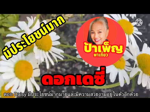 วีดีโอ: ราชินีแห่งทุ่งหญ้าและสวน - ดอกคาโมไมล์. ประเภทของดอกเดซี่