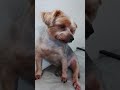 Qui a un chien ?