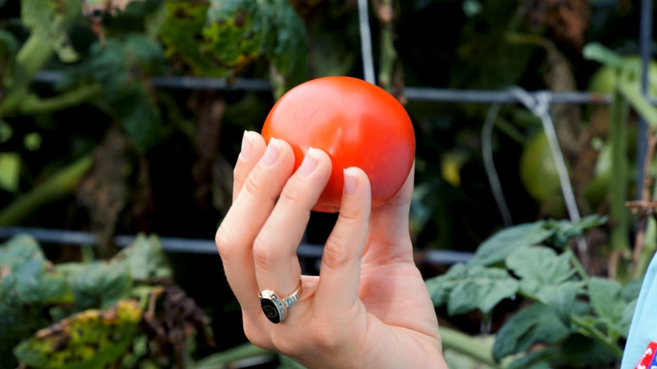 Successful Gardener - Tomato Tips 