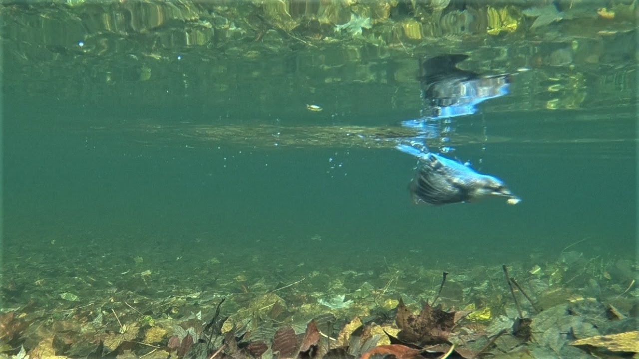 Wasseramsel jagt Fisch in tiefem Wasser / Dipper hunts fish in deep water
