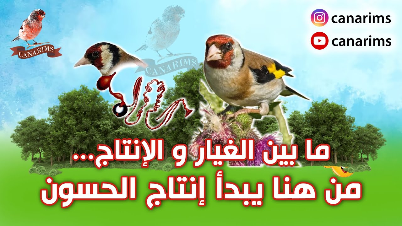 طريقة بسيطة لتنظيم فترة الراحة عند الحسون ونجاح موسم الإنتاج🐦🐣🔥🔥