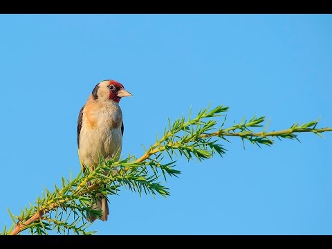 Video: Dove nidificano i grackles?