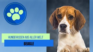 Beagle by Hunderassen aus aller Welt 167 views 1 year ago 3 minutes, 54 seconds