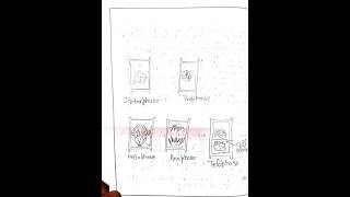 BBYEL 142 EXP 5 To Study Mitosis using Onion Root Tips | BOTANY | CELL AND MOLECULAR BIOLOGY