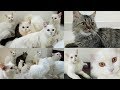 Doll Face Persian Cats & Persian Kittens - Persian Cattery の動画、YouTube動画。